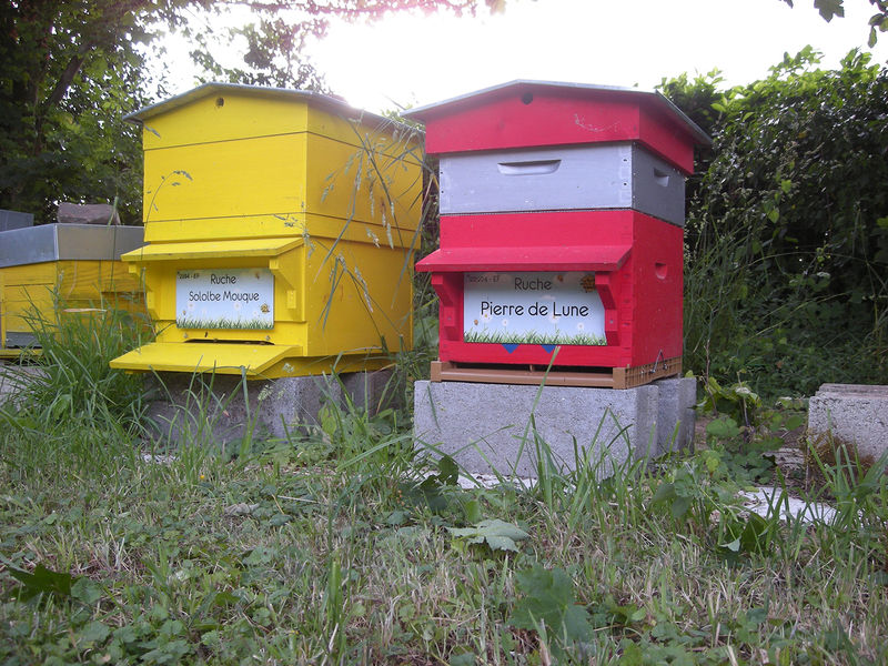 La ruche Sololbe Mouque